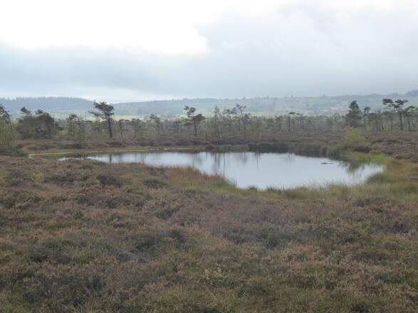 Schwarzes Moor