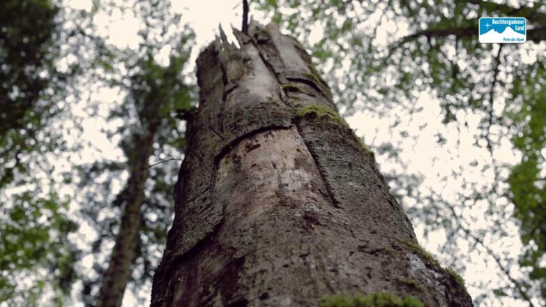 Mystischer Zauberwald Ramsau