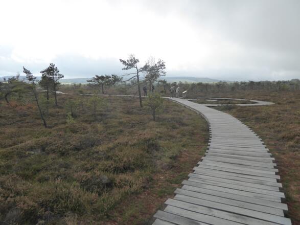 Schwarzes Moor