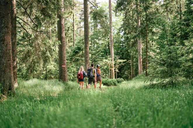 BoehmerwaldWandernWald_OberoesterreichTourismusBoehmerwaldRobertMaybach.jpg