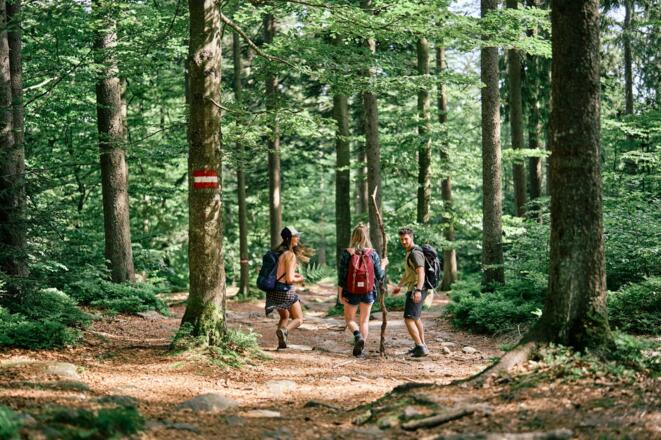 BoehmerwaldWandernWaldUnterhaltung_OberoesterreichTourismusBoehmerwaldRobertMaybach.jpg