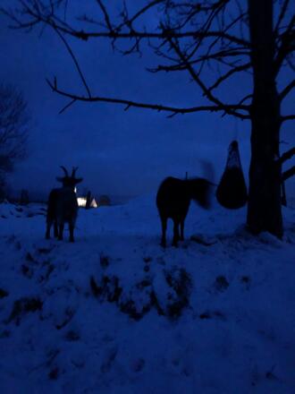 blauestunde_bei_den ziegen
