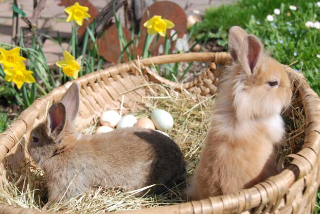 Tierisches Vergnügen