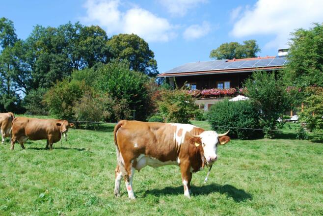 Unsere Kühe grasen auf den Weiden um den Hof