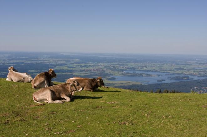 Kühe mit Aussicht