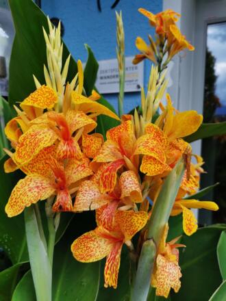 Indisches Blumenrohr