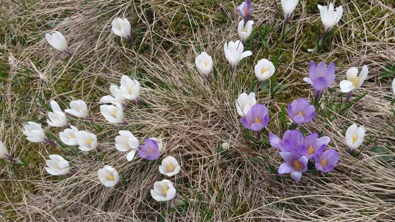 Krokuswiese_am_Mittag