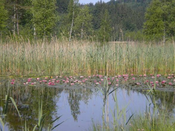 Seerosen Schwansee