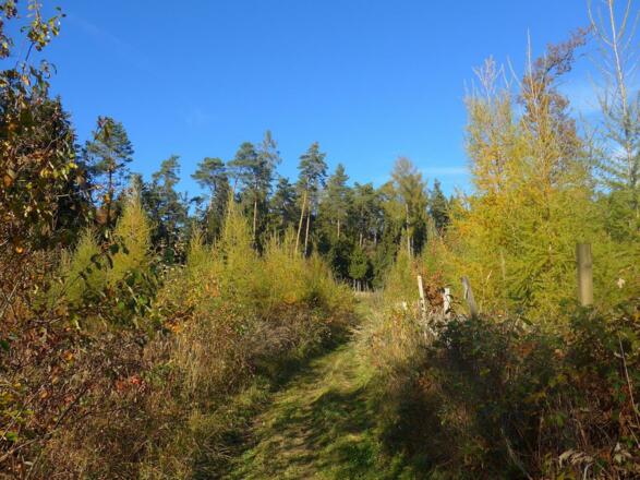 Lauschiger Wanderweg durch Lärchenschonung