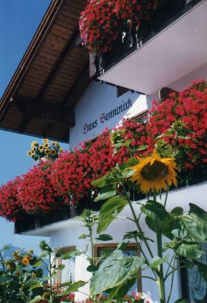 Sonneneblumen Vorderfront