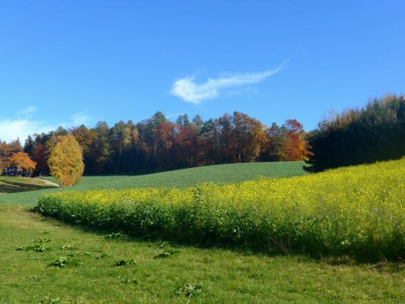 Kulturlandschaft bei Berghäusl mit Raps und Herbstwald