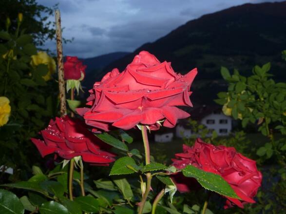 Rosen im Abendlicht