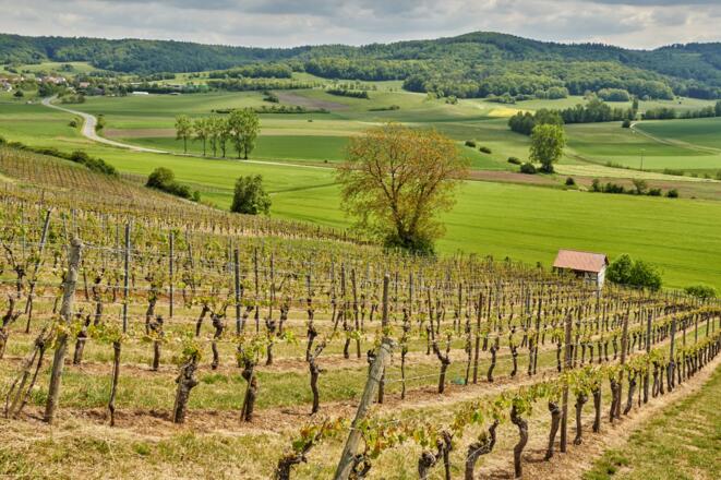 Weinberge bei Oberschwappach