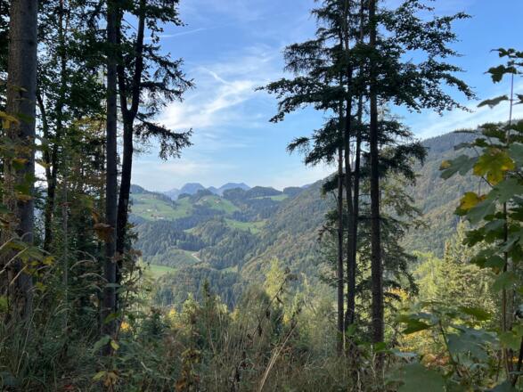 Forstweg Sachrang - Priener Hütte
