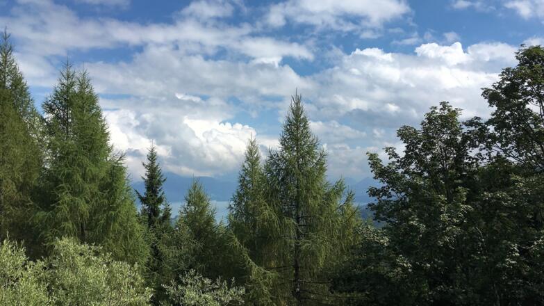 Aussichtspunkt Walchensee (zugewachsen)