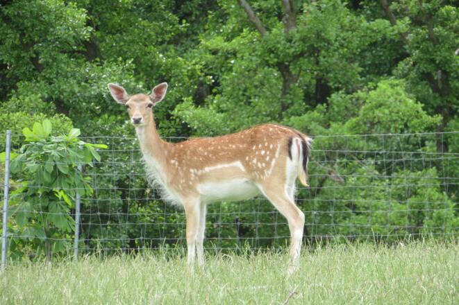 Wildgehege bei Oberschwappach