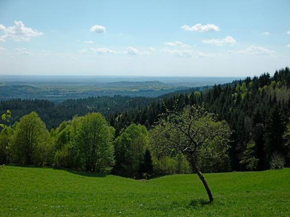 Blick zum Bogenberg bei Unternebling