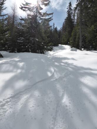 Schneise im Hochwald