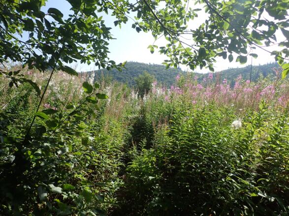Verwachsener Ausstieg am Hochflächenrand mit Blick zum Jochköpfl