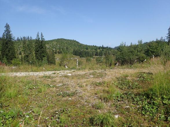 Der ebene Platz, hier zweigt der Steig zum Gipfel ab