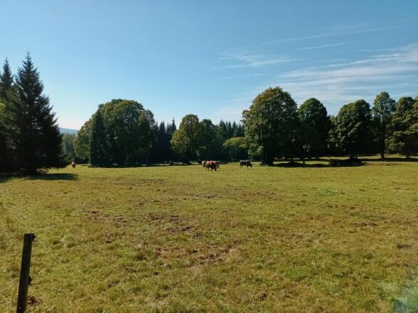 Viehweiden am Weg nach Strazny