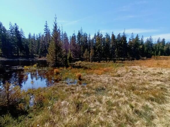 Moor mit Stauschwelle am Weg nach Strazny