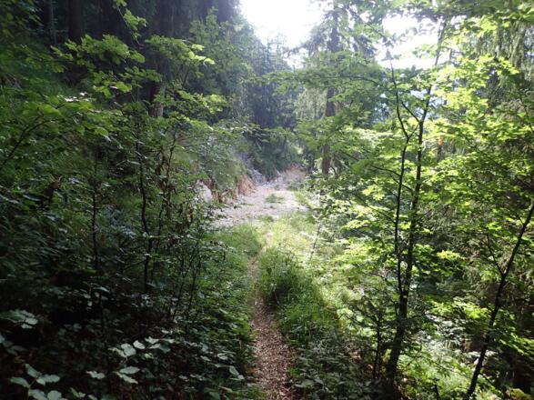 Am Ende vom Forstweg