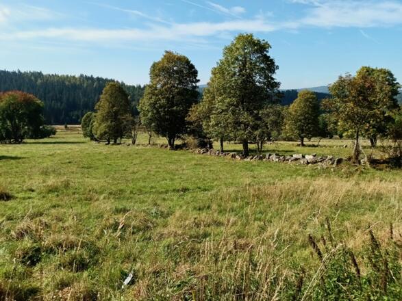 Wiesen mit Steinwällen am Weg zum Grenzübergang