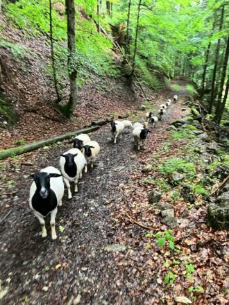 Wandertag Schafe