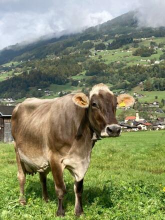 Braunviehkuh auf dem Hof im Feld im Montafon