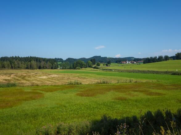 Sinswanger Moor