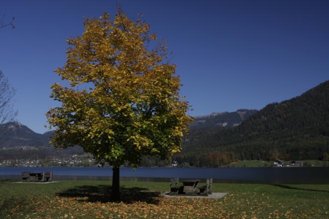 Gosaumühle mit Hallstättersee im Herbst