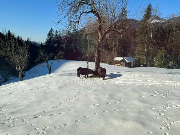 Ponys im Winter