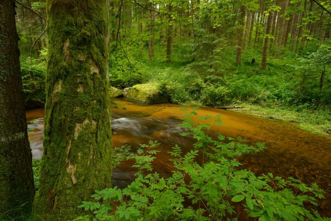 Kleiner Kamp - Schütt