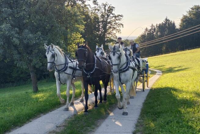 Lumis Pferdeschlittenfahrten