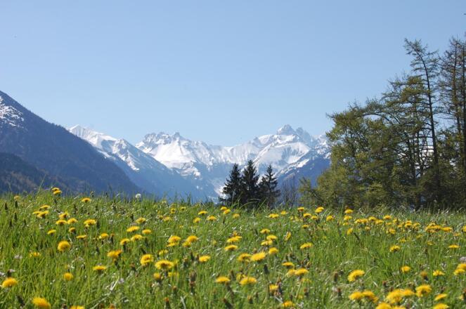 auf der Burg im Frühling