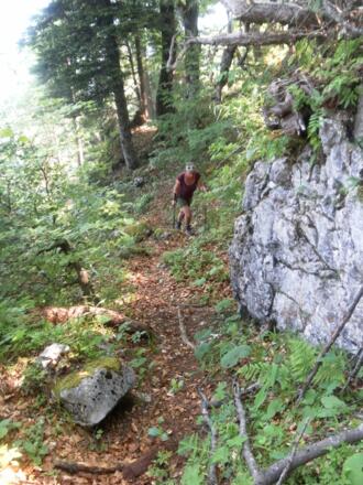 schrofendurchsetzter Steilwald
