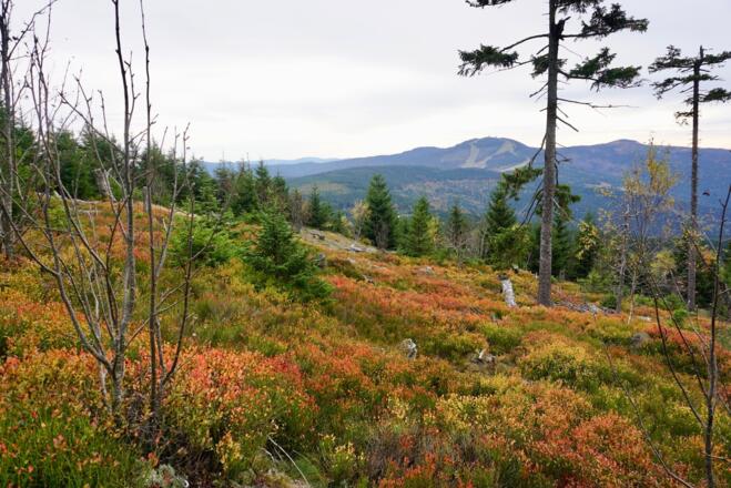 Blick zum Gr. Arber beim Abstieg