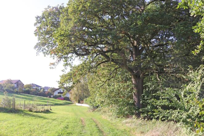 Weg bei Streuobstwiese der Stadt Vilsbiburg am Saliterweg