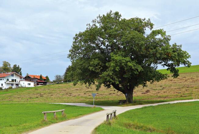 Alte Linde bei Vilsbiburg