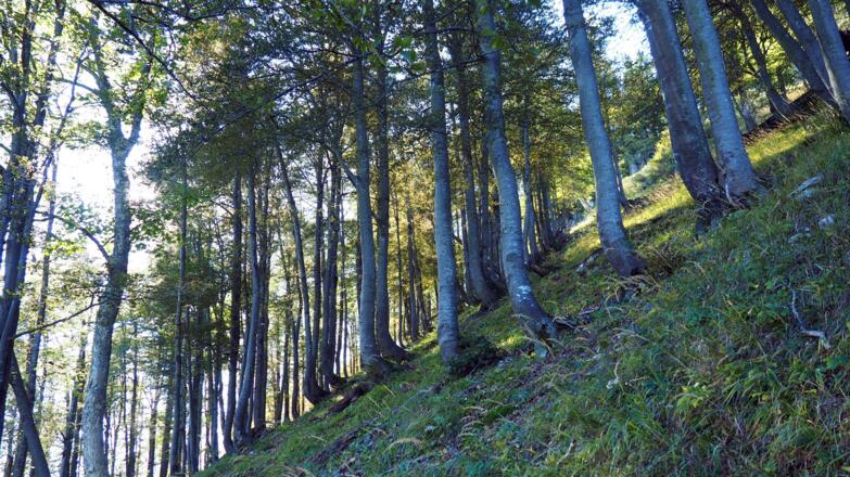 im lichten Wald steil ansteigen