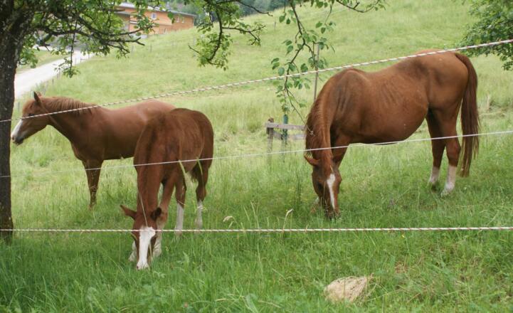 Unser Bauernhof am Ortsrand.