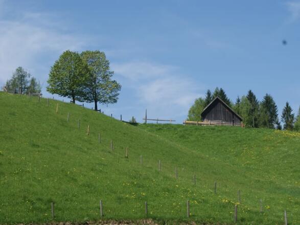 Lämmer