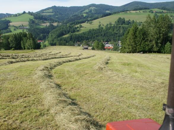 Zwerghase Hilda