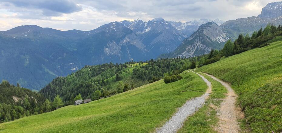 Nach dem Singletrail führt ein Forstweg durch das herrliche Gelände hinunter zum Wald.
