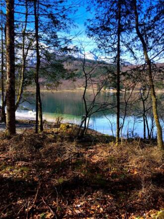 Almsee