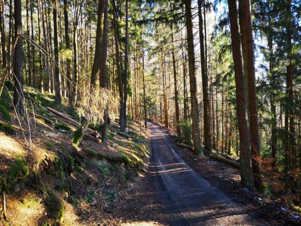Rückweg durch den Wald