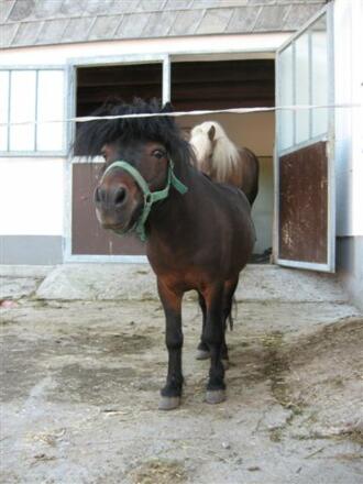 Pferd