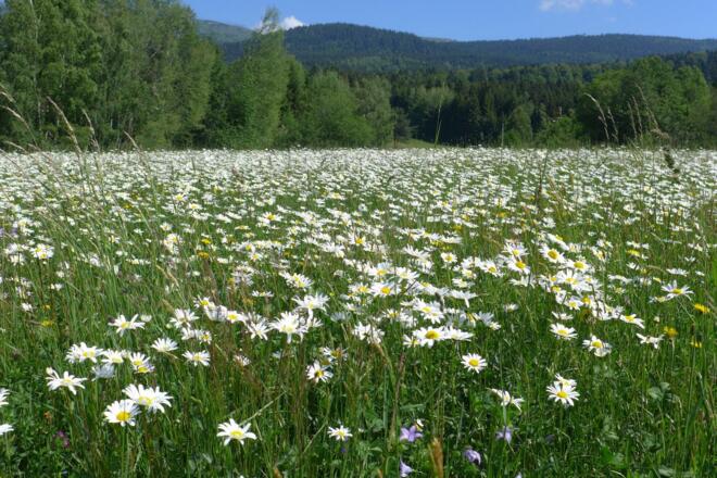 gesunde   natürliche   Wiese