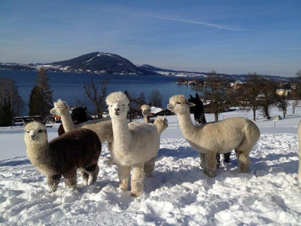 See-Alpaka in Weyregg am Attersee im Winter